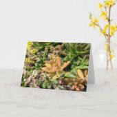 カラフル多肉植物 カード (黄色い花)