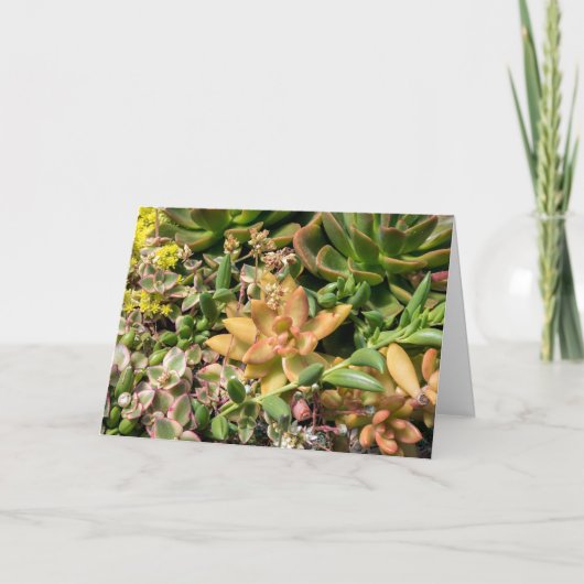 カラフル多肉植物 カード (正面)