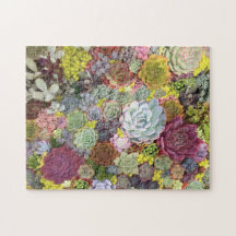 カラフル多肉植物