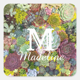 カラフル多肉植物 スクエアシール