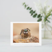 カラフル孔雀スパイダーマクロ写真 ポストカード (スタンド正面)