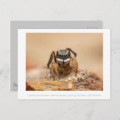 カラフル孔雀スパイダーマクロ写真 ポストカード (正面/裏面)