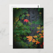 カラフル秋葉 ポストカード (正面/裏面)