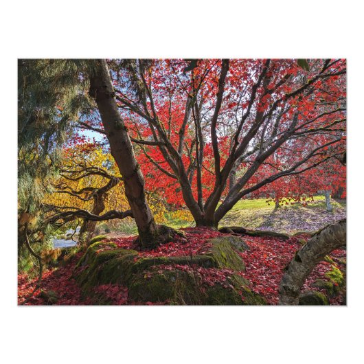 カラフル紅葉と樹木の風景 フォトプリント            (正面)