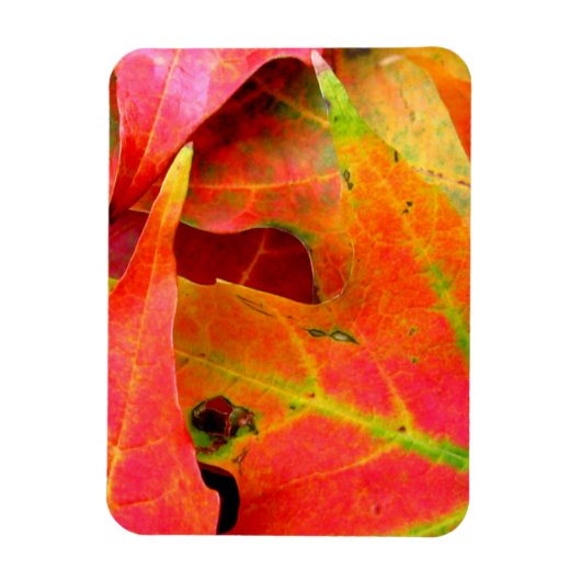 カラフル紅葉のクローズアップ マグネット (縦)