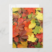 カラフル紅葉の背落ちた景 ポストカード (正面/裏面)