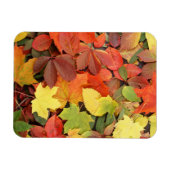 カラフル紅葉の背落ちた景 マグネット (横)