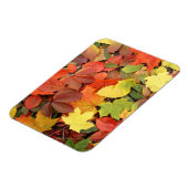 カラフル紅葉の背落ちた景 マグネット (左側)