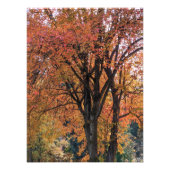 カラフル紅葉写真 フォトプリント            (正面)