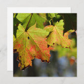 カラフル紅葉 (正面/裏面)