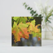 カラフル紅葉 (スタンド正面)