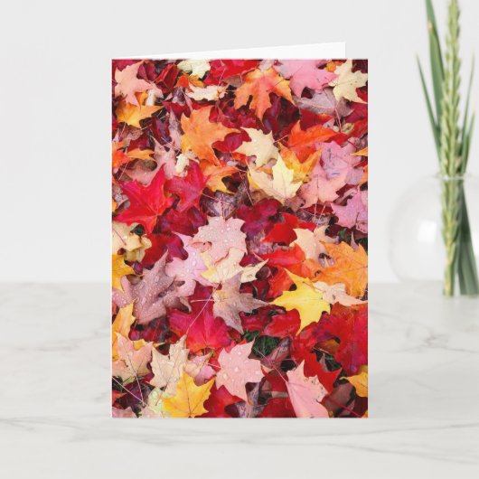カラフル紅葉 カード (正面)