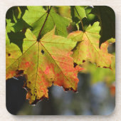 カラフル紅葉 コースター (正面)