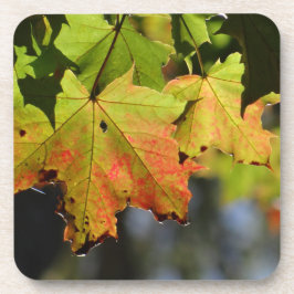 カラフル紅葉 コースター