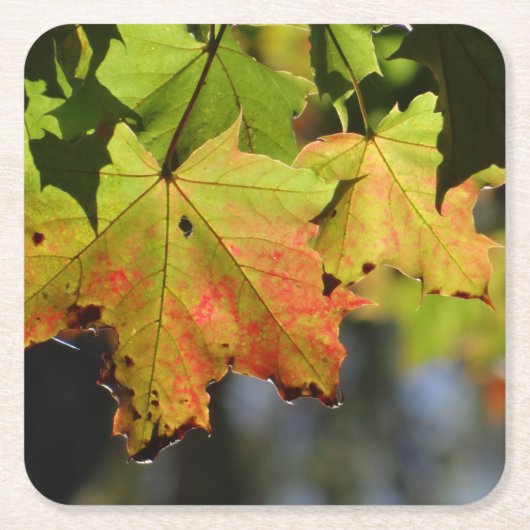 カラフル紅葉 スクエアペーパーコースター (正面)