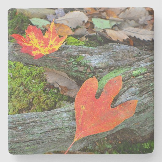 カラフル紅葉 ストーンコースター (正面)