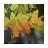 カラフル紅葉 タイル (正面)