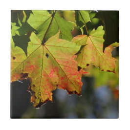 カラフル紅葉 タイル