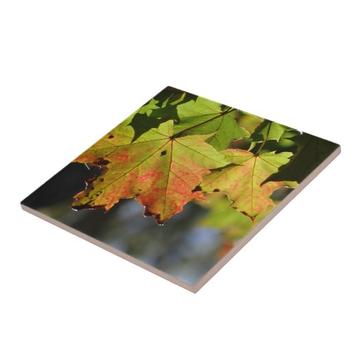 カラフル紅葉 タイル (側面)