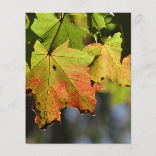 カラフル紅葉 チラシ (正面)