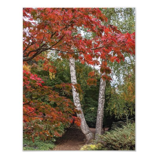 カラフル紅葉 フォトプリント            (正面)