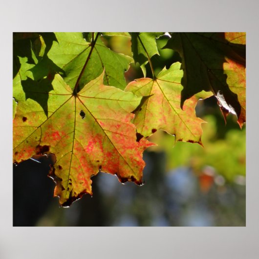 カラフル紅葉 ポスター (正面)