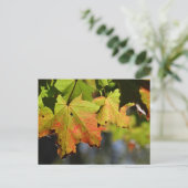 カラフル紅葉 ポストカード (スタンド正面)