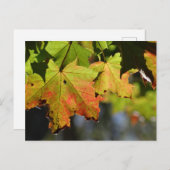 カラフル紅葉 ポストカード (正面/裏面)