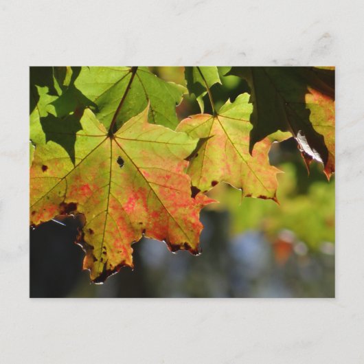カラフル紅葉 ポストカード (正面)