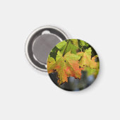 カラフル紅葉 マグネット (正面/裏面)