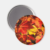 カラフル紅葉、金ゴールド赤オレンジ色のカエデの葉 マグネット (正面/裏面)