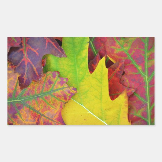 カラフル紅葉 長方形シール (正面)