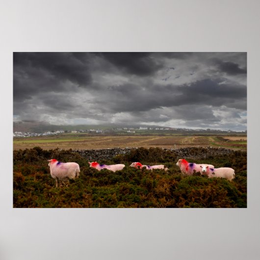 カラフル羊 ポスター (正面)