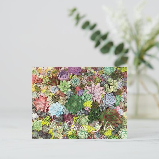 カラフル肉 ポストカード (スタンド正面)