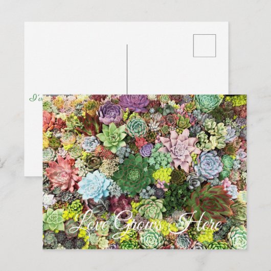 カラフル肉 ポストカード (正面/裏面)