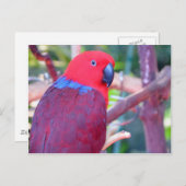 カラフル腐 ポストカード (正面/裏面)