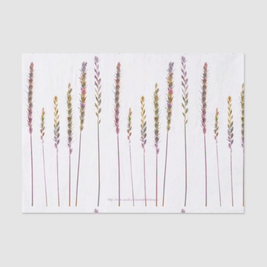 カラフル草 薄葉紙 (正面)