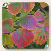 カラフル魔女アルダー葉植物学 コースター (正面)