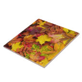 カラフル鮮やか紅葉自然撮影 タイル (側面)