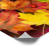 カラフル鮮やか紅葉自然撮影 ポスター (角)