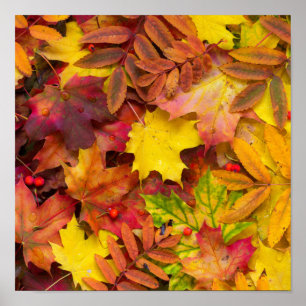 カラフル鮮やか紅葉自然撮影 ポスター