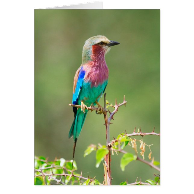 カラフル鳥 (正面)