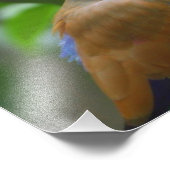 カラフル鳥 フォトプリント            (角)