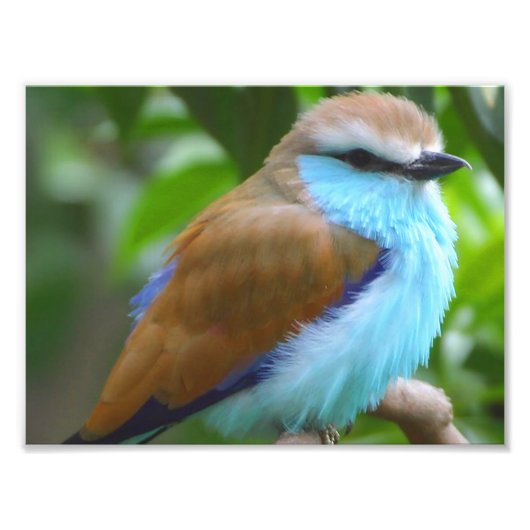 カラフル鳥 フォトプリント            (正面)