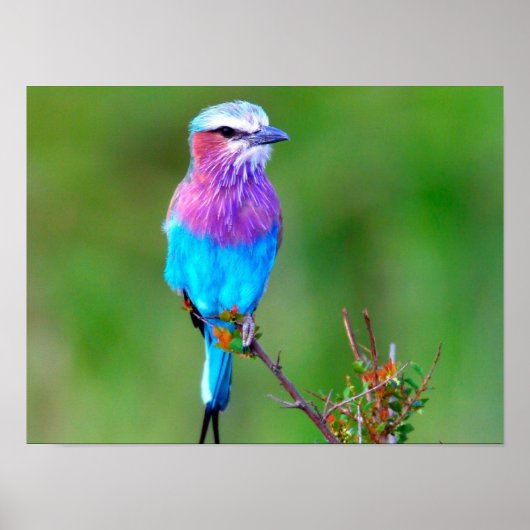 カラフル鳥 ポスター (正面)