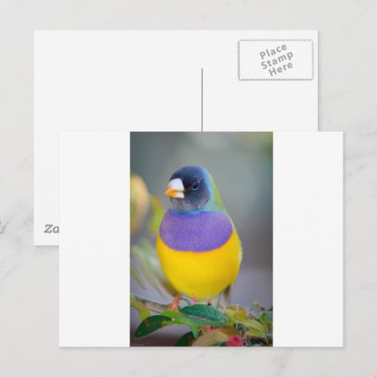 カラフル鳥 ポストカード (正面/裏面)