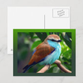 カラフル鳥 ポストカード (正面/裏面)
