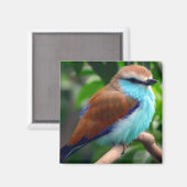 カラフル鳥 マグネット (正面/裏面)