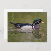 カラフル鴨 ポストカード (正面/裏面)