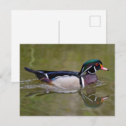 カラフル鴨 ポストカード (正面/裏面)